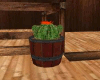 Cactus in Barrel