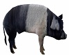 Pig Adult 1