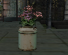 Plants Deco