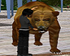 Animated Kodiak Bear