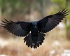 black crows club