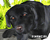 Black Dog