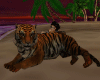 live-Tiger