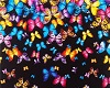 butterflys