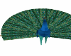 peacock animated (open)