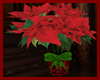 !5 Holiday Poinsettia V2