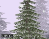 Winter Tree