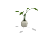 Plant W Vase 1