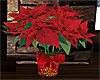 ~PS~ Holiday Poinsetta
