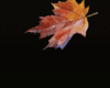 Fallin Leaves