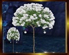 white rose tree