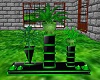 Fancy Green Plant Set