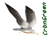 Crbn Sea Gull 10 animacn