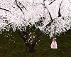 Cherry tree Japan 2