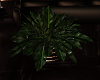 :G: Delirium plant