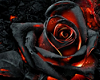 Dark Red Roses Dresses