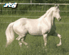horse White