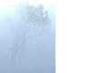 Tree Of Life - Fog