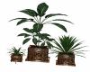 plant trio