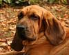 Dog - Bloodhound