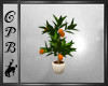 Orange Tree In A Pot