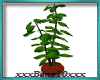 ^Tropical Plant #1