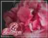 Pink Hydrangea Flower C