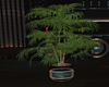 :G:Plant 2