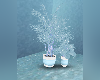 Cinderella Ice Plants