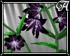!A! Lilies Violet