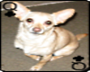 chihuahua5