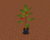 Carbuncle Plant Reworked