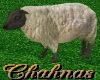 Cha`Zoo Animated Sheep