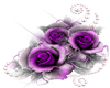 purple rose