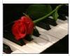 Piano Rose