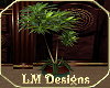 LMD Corporate Draecena
