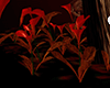 Creepy Tulipan Anim