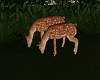 Animated Deer Couple