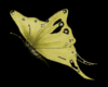 Yellow/gold butterfly {R