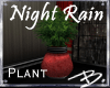 *B* Night Rain Plant I