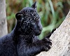 Panther cub