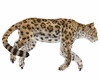 Y*Leopard Animated