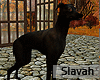 :S: Black Dog