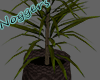 Basket Plants