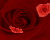 slow rose rug