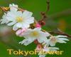 Tokyo Flower