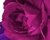 [LY] Rosa  lilas