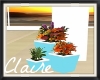 ~C~Beach Plants