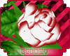 *D* White & Red Roses
