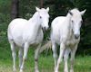 whitehorses2